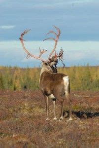 The amazing strategies behind Caribou antlers. Nature has its reasons. | Churchill Wild Polar ...