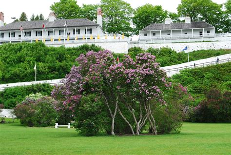 GUIDE to the Award-Winning Mackinac Island Lilac Festival