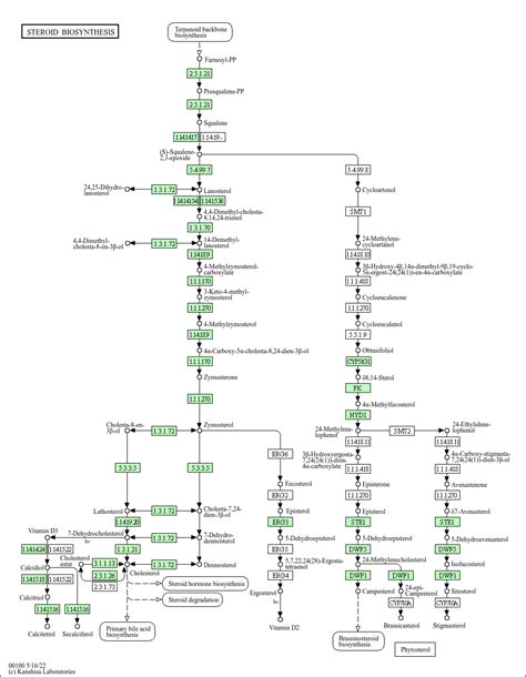 KEGG PATHWAY: Steroid biosynthesis - Homo sapiens (human)