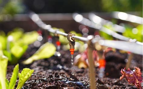 Israeli irrigation technology saving water and producing more - Behold ...