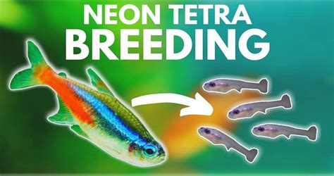 How To Breed Neon Tetras? - The Complete Guide | FishTrivia