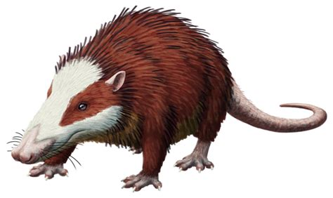 Deinogalerix: Extinct Hedgehog-Like Creature from Late Miocene