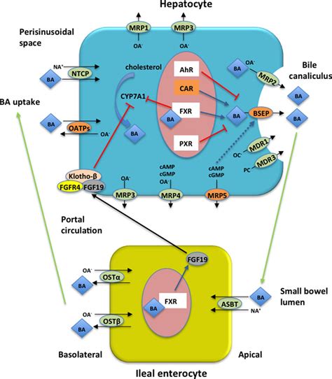 Enterohepatic circulation (EC) of bile acids (BAs) and proteins encoded... | Download Scientific ...