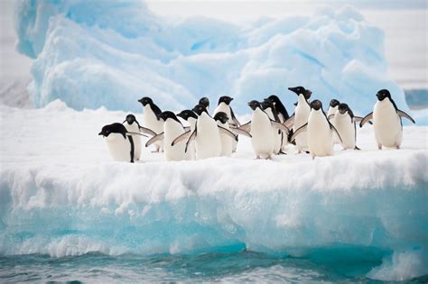 Why Are Penguins Black and White? | Color Meanings