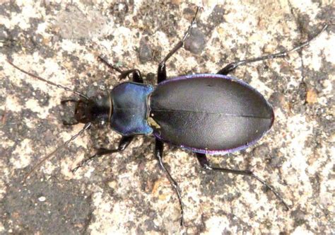 Violet Ground Beetle – Identification, Life Cycle, Facts & Pictures