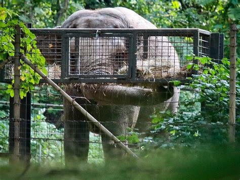 Happy The Bronx Zoo Elephant Isn't A Person, Judges Rule | New York City, NY Patch