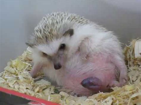 刺蝟生育過程 hedgehog BIRTHING PROCESS , giving birth - YouTube