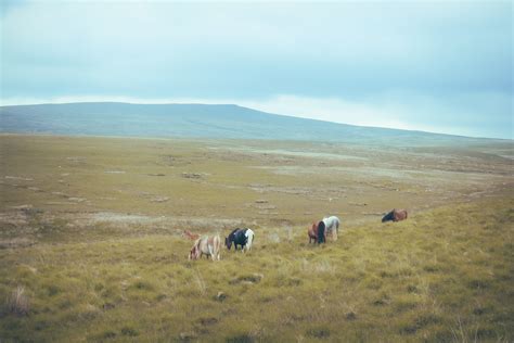 Brown Horse on Grass Field · Free Stock Photo