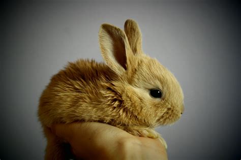 Countrified Hicks: Adopting and Raising a Dwarf Rabbit