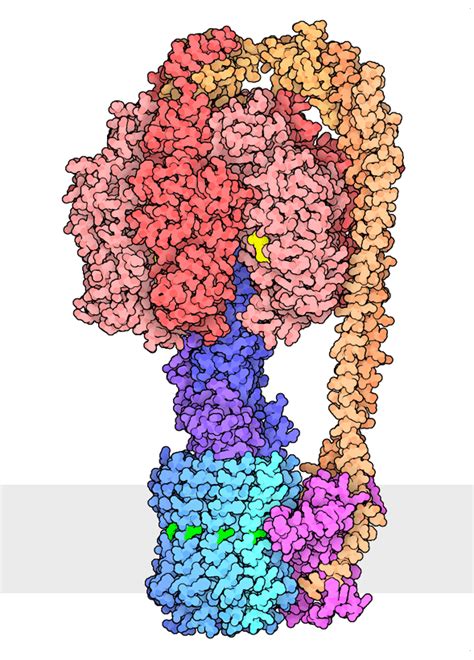 PDB-101: Learn: Videos: ATP synthase