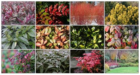 10 Best Evergreen Shrubs For Winter Interest - Gardening Small Garden ...