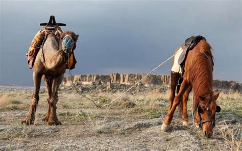 Are Camels Faster than Horses? - Equine Desire