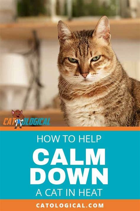 If your cat is in heat or you’re used to that as a cat owner, you may be aware of how that can ...