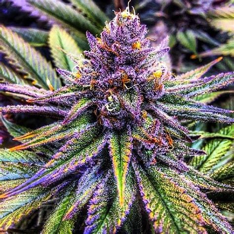 Purple Haze Seeds | Purple Haze Strain Seeds