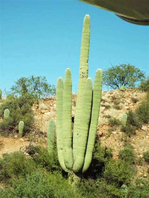 Evie and Her Mom RVing: A Study of the Saguaro Cactus