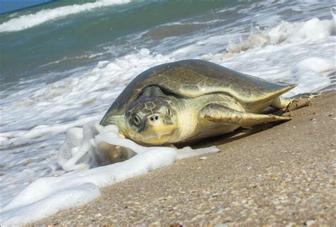 Kemp’s Ridley Sea Turtles See Nesting Boom - The Houston Zoo