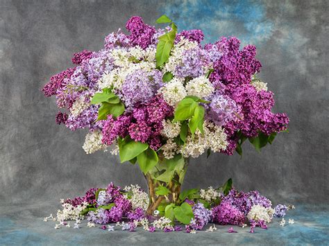 Triangular Flower Arrangement | Best Flower Site