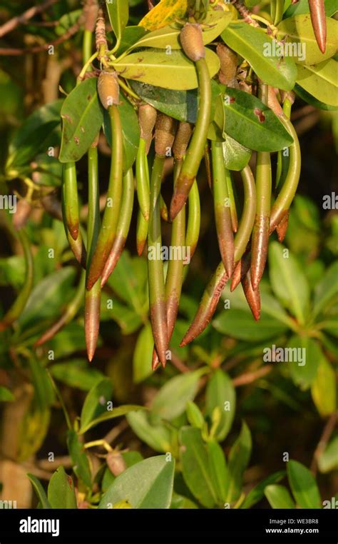 Mangrove Seeds High Resolution Stock Photography and Images - Alamy