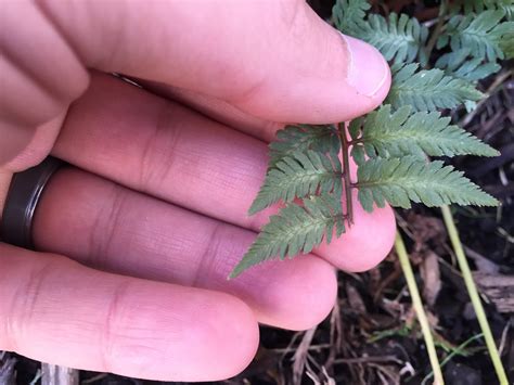 Ferns on the Menu in Latest Rabbit Attack [Backyard Neophyte ...