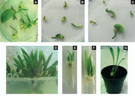 Fig1. Plant regeneration of L. bosniacum. A. Regeneration from bulbs on ...