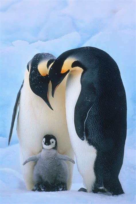 Mother father and baby penguin | Cute! | Pinterest | Baby penguins ...