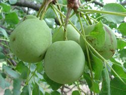 Marula (Fruit) - Nutrition Facts, Health Benefits, Recipes, Pictures