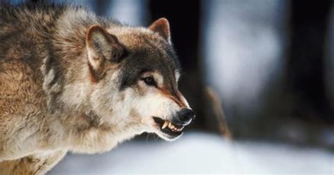 Wolves in Colorado: What We Know About the Reintroduction Plan