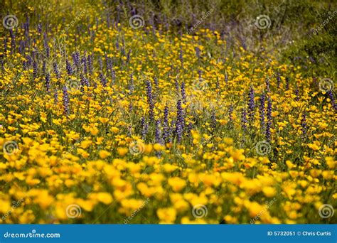 Desert Spring Wildflowers stock image. Image of sonoran - 5732051