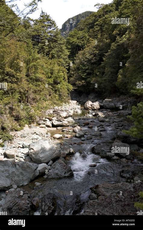 Hiking Kahurangi National Park New Zealand Stock Photo - Alamy