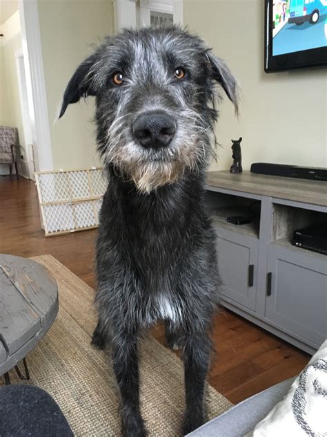 Irish Wolfhound puppy named Floki #cutepuppynamesa-z | Irish wolfhound, Irish wolfhound dogs ...