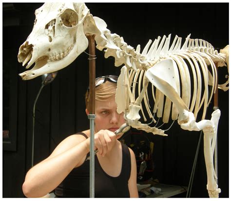 Horse Skeleton Articulation Project | Northwest School of Animal ...