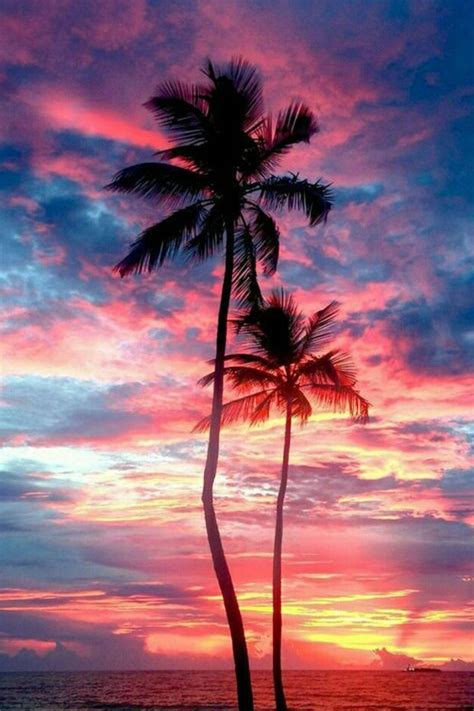 Palm Tree Sunset Wallpapers - Wallpaper Cave