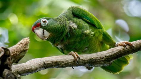 How the Puerto Rican Parrot Survived the Devastating 2017 Hurricane ...