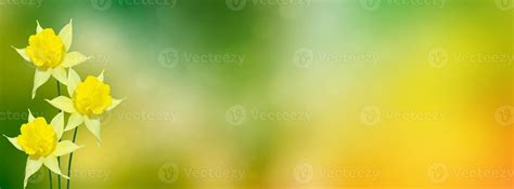 Spring flowers of daffodils. 9853183 Stock Photo at Vecteezy