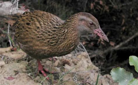 Weka | The Animal Facts | Appearance, Diet, Habitat, Lifespan, Behavior