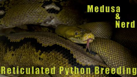 Reticulated Python Breeding: Medusa & Nerd -WrestlingReptiles - YouTube