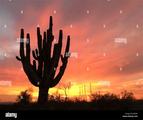 Ocotillo silhouette hi-res stock photography and images - Alamy