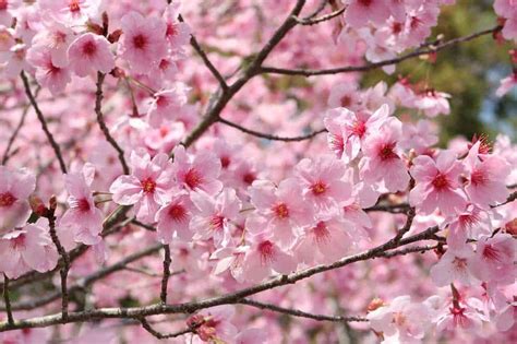 Cherry Blossoms in Osaka: When & Where to See Sakura in 2019