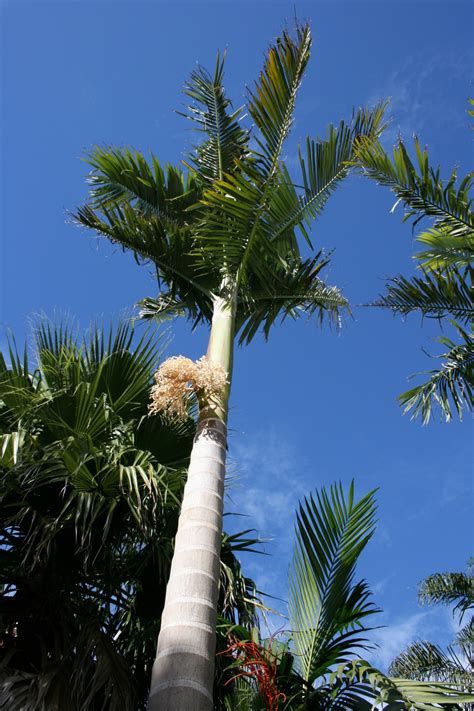 Free Images : tree, nature, grass, leaf, flower, green, jungle, park, usa, america, botany ...