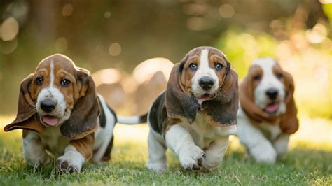 Basset Hound Dog Breed Information, Images, Characteristics, Health