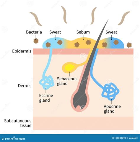 Glands Of The Human Endocrine System Cartoon Vector | CartoonDealer.com ...