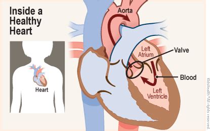 Dictionary: Left Atrium (for Parents) | Nemours KidsHealth