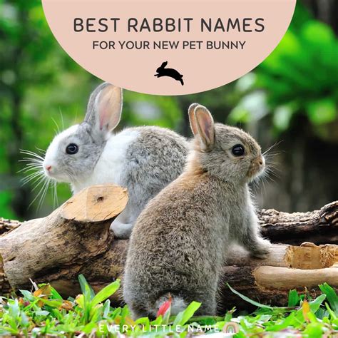 230+ Best Rabbit Names for Your Pet Bunny - Every Little Name