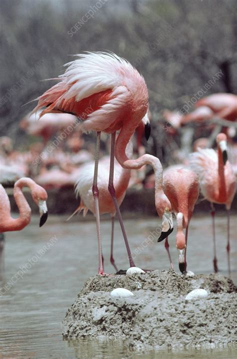 Free Flamingo Images : Flamingo The Wingspan Greater Flamingo Range ...