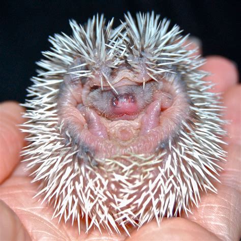 Hedgehog Hoglet | Funny pictures, Cute photos, Make you smile