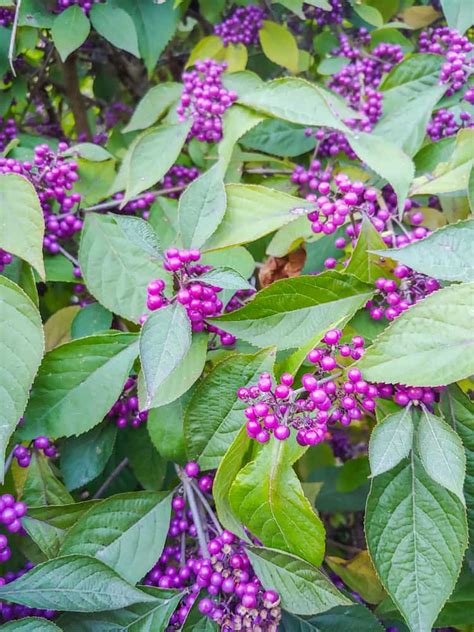 Grow Beautyberry - The Edible Shrub That Also Repels Mosquitoes