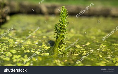 Sphenophyta Images, Stock Photos & Vectors | Shutterstock