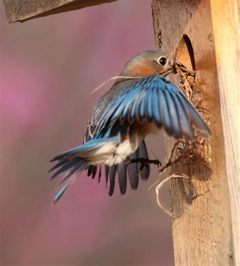 Photo Gallery: Bluebirds begin building their nest | Sports ...