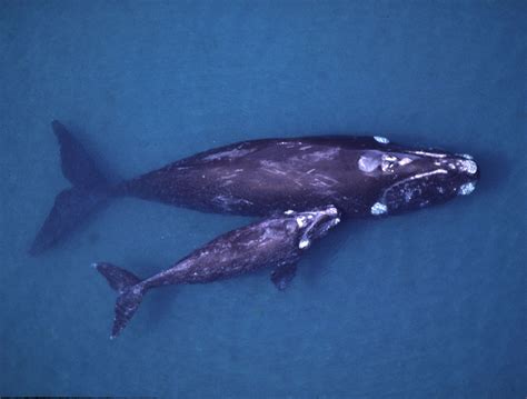Right Whale with calf List Of Endangered Species, Most Endangered Animals, Rare Species, Calving ...