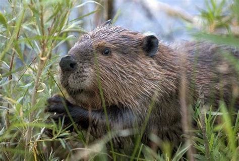 Quand les exploits du castor se mesurent au savoir-faire du garde-parc - Blogue de conservation ...